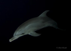 Young Atlantic Spotted Dolphin at Night by Matt Heath 
